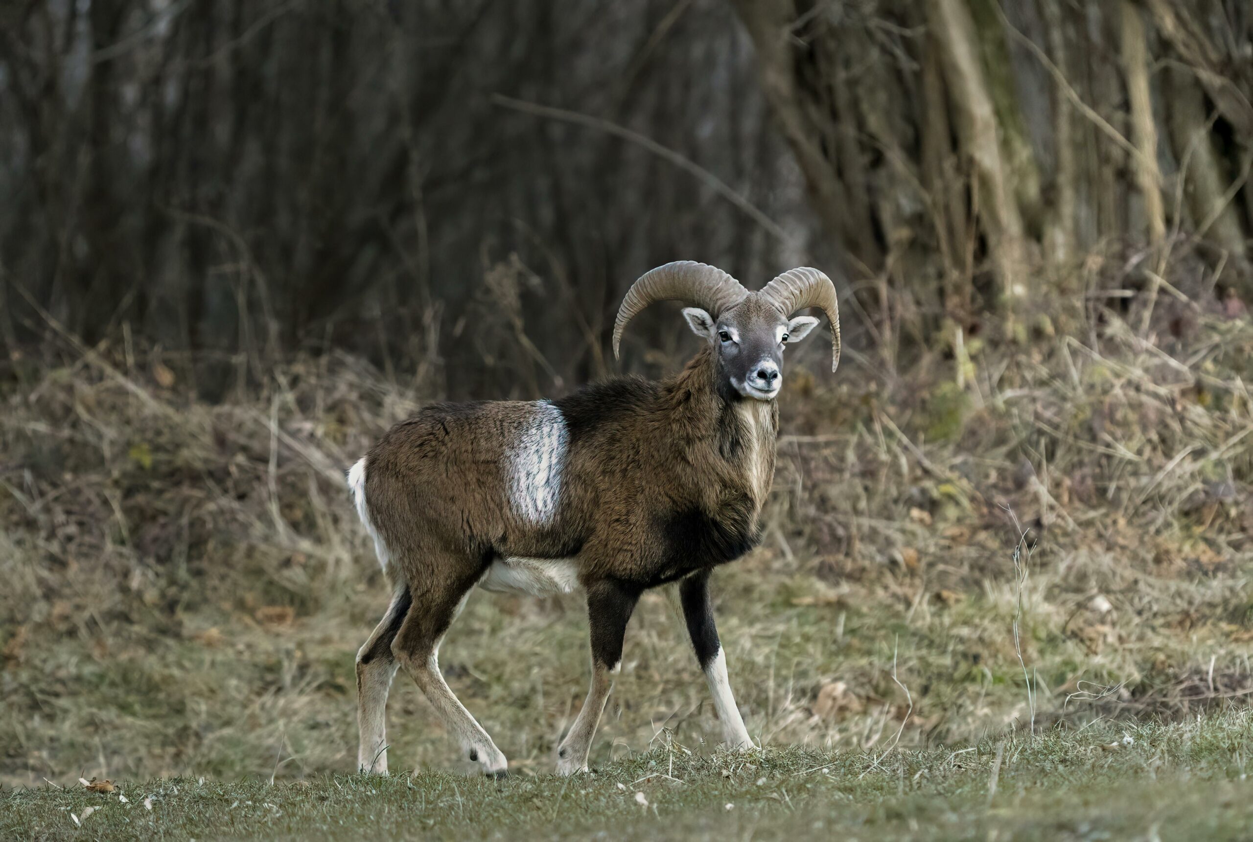 A wild mouflon sheep stands in a tranquil forest setting, showcasing its majestic horns.
